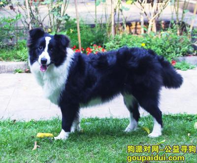 深圳边牧丢失（南山同乐村附近），它是一只非常可爱的宠物狗狗，希望它早日回家，不要变成流浪狗。