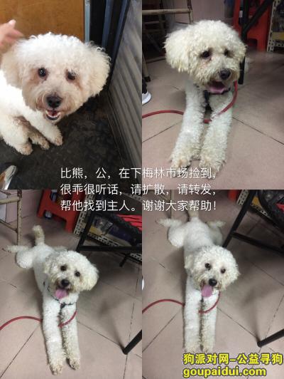 深圳找狗主人，深圳市下梅林市场附近捡到公比熊一只，它是一只非常可爱的宠物狗狗，希望它早日回家，不要变成流浪狗。