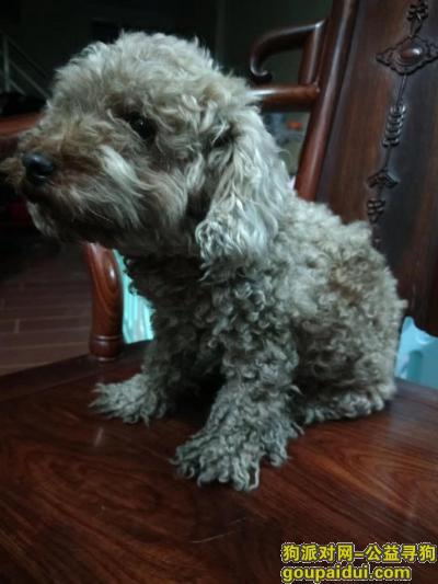 东山2号路丢失老贵宾犬，它是一只非常可爱的宠物狗狗，希望它早日回家，不要变成流浪狗。