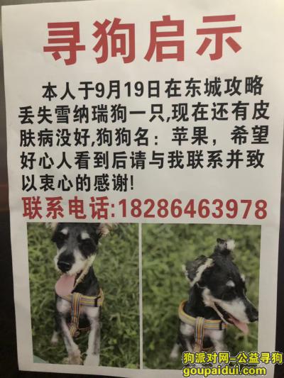9月19号，老妹在东城攻略遗失，它是一只非常可爱的宠物狗狗，希望它早日回家，不要变成流浪狗。