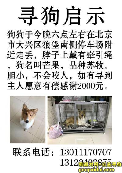【北京找狗】，北京市大兴区狼垡南侧停车场寻找苏牧，它是一只非常可爱的宠物狗狗，希望它早日回家，不要变成流浪狗。