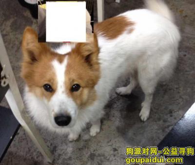 【上海找狗】，9月16日虹口杨浦寻爱犬5000元酬谢，它是一只非常可爱的宠物狗狗，希望它早日回家，不要变成流浪狗。