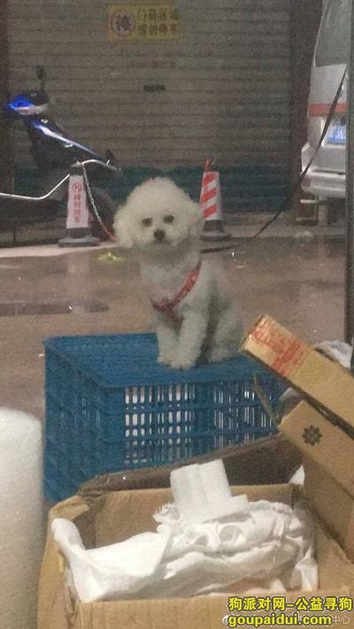 【温州找狗】，温州地区寻狗（白色比熊），它是一只非常可爱的宠物狗狗，希望它早日回家，不要变成流浪狗。