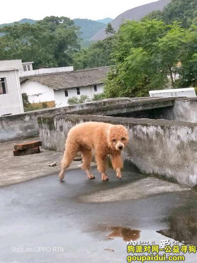 广州丢狗，番禺钟村寻找棕色泰迪。，它是一只非常可爱的宠物狗狗，希望它早日回家，不要变成流浪狗。