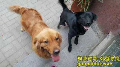 【郑州找狗】，中州大道国基路上走失一成年金毛和一成年黑色土狗，它是一只非常可爱的宠物狗狗，希望它早日回家，不要变成流浪狗。