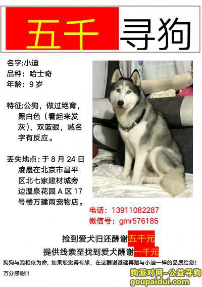 【北京找狗】，北京5000元寻找哈士奇！！！求扩散！求转发！！！，它是一只非常可爱的宠物狗狗，希望它早日回家，不要变成流浪狗。