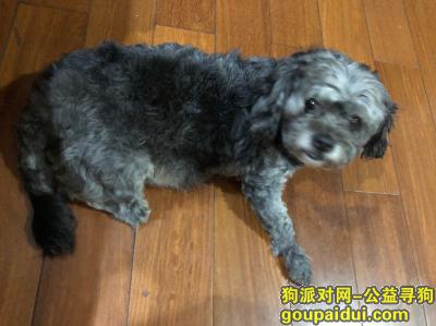 上海闸北平型关路 江场路附近 丢失黑色串串，它是一只非常可爱的宠物狗狗，希望它早日回家，不要变成流浪狗。
