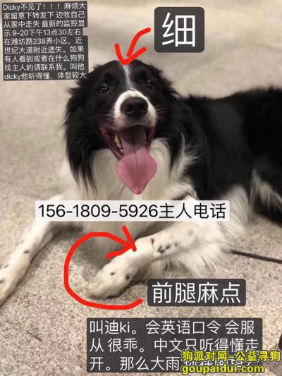 【上海找狗】，上海浦东新区潍坊路世纪大道重金寻找边牧，它是一只非常可爱的宠物狗狗，希望它早日回家，不要变成流浪狗。