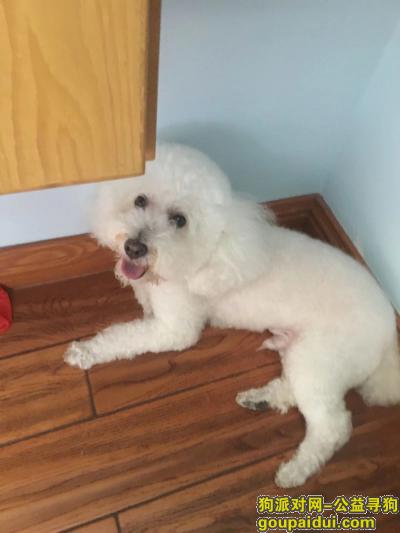 【杭州找狗】，丢失白色贵宾犬一只，急寻，它是一只非常可爱的宠物狗狗，希望它早日回家，不要变成流浪狗。