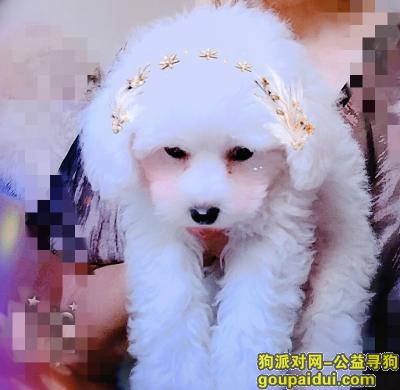 寻狗启示:白色贵宾犬丢失，它是一只非常可爱的宠物狗狗，希望它早日回家，不要变成流浪狗。