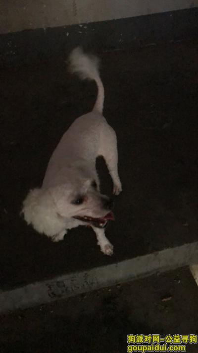 寻狗狗   2018年9月21日晚20：20在中原区洛河路前进路交叉口丢失，它是一只非常可爱的宠物狗狗，希望它早日回家，不要变成流浪狗。