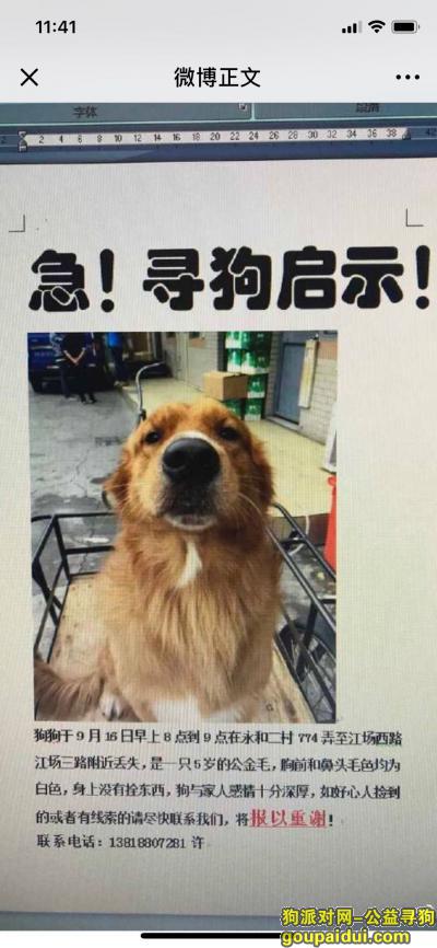 【上海找狗】，上海市静安区永和二村774弄重金寻找金毛，它是一只非常可爱的宠物狗狗，希望它早日回家，不要变成流浪狗。