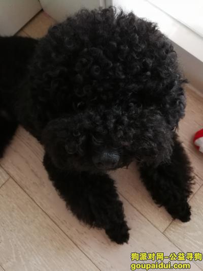 3000元上海黄浦区小南门小东门附近寻黑色泰迪，它是一只非常可爱的宠物狗狗，希望它早日回家，不要变成流浪狗。