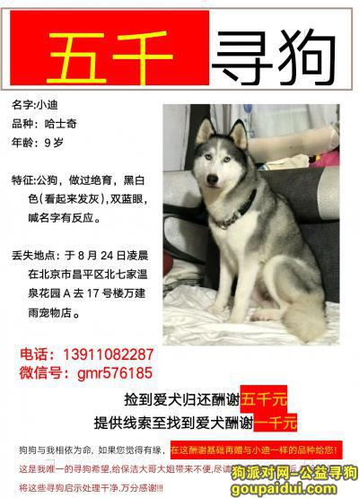 北京5000寻找哈士奇，多谢好心人转发扩散！！！，它是一只非常可爱的宠物狗狗，希望它早日回家，不要变成流浪狗。