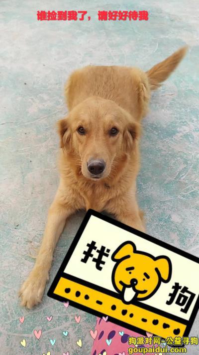 【唐山找狗】，寻找一只黄色金毛犬在河北省唐山市丰南区大翟庄附近走失，它是一只非常可爱的宠物狗狗，希望它早日回家，不要变成流浪狗。