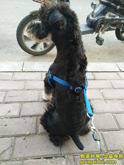 有偿寻找黑色雪纳瑞，名字叫七饼，它是一只非常可爱的宠物狗狗，希望它早日回家，不要变成流浪狗。