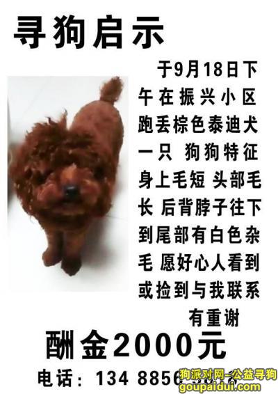 18年9月18日走失于松山区振兴小区附近，它是一只非常可爱的宠物狗狗，希望它早日回家，不要变成流浪狗。