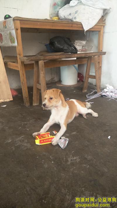 【广州找狗】，海珠区东晓南地铁附近，狗狗走丢，求助，它是一只非常可爱的宠物狗狗，希望它早日回家，不要变成流浪狗。