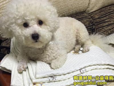 深圳南山区重金寻比熊犬启事，它是一只非常可爱的宠物狗狗，希望它早日回家，不要变成流浪狗。