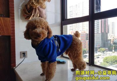 【广州找狗】，5000元寻爱犬泰迪公，它是一只非常可爱的宠物狗狗，希望它早日回家，不要变成流浪狗。