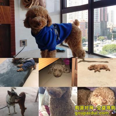 【惠州找狗】，寻爱犬泰迪哥哥，5000元酬金，它是一只非常可爱的宠物狗狗，希望它早日回家，不要变成流浪狗。