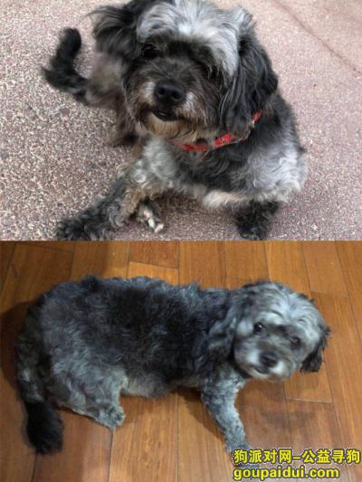 【上海找狗】，上海市新静安区关路中山北路寻找9岁狗狗，它是一只非常可爱的宠物狗狗，希望它早日回家，不要变成流浪狗。