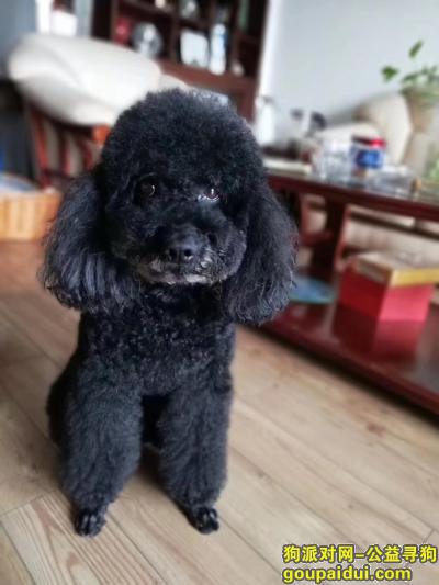 【徐州找狗】，急寻黑色泰迪狗（雄性），它是一只非常可爱的宠物狗狗，希望它早日回家，不要变成流浪狗。