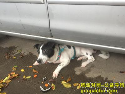 深圳捡到狗，狗狗找主人，已经在路边车下待了半天了，有受伤，它是一只非常可爱的宠物狗狗，希望它早日回家，不要变成流浪狗。
