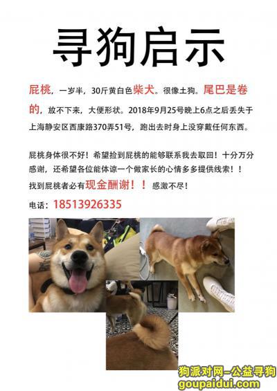 上海静安区西康路370弄51号重金寻找柴犬，它是一只非常可爱的宠物狗狗，希望它早日回家，不要变成流浪狗。
