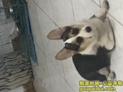 荆州寻狗启示，荆州东门附近走失一只柯基，它是一只非常可爱的宠物狗狗，希望它早日回家，不要变成流浪狗。