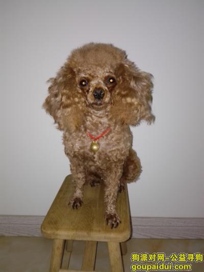 【洛阳找狗】，泰迪犬浅咖色体重约六斤，它是一只非常可爱的宠物狗狗，希望它早日回家，不要变成流浪狗。