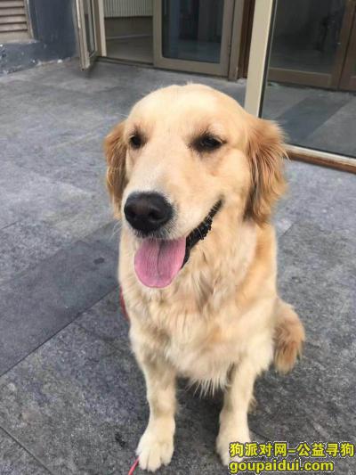 【北京找狗】，知春里北京卫星制造厂遗失金毛犬母犬，它是一只非常可爱的宠物狗狗，希望它早日回家，不要变成流浪狗。