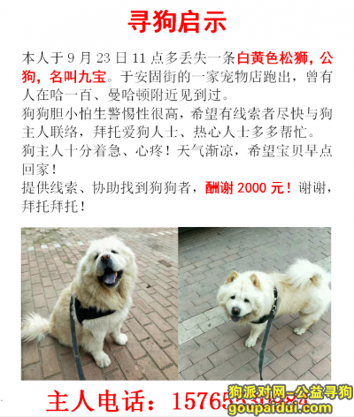 哈尔滨寻狗启示，道里区重金寻狗，丢失白黄色松狮，它是一只非常可爱的宠物狗狗，希望它早日回家，不要变成流浪狗。