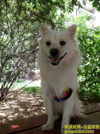 【西安捡到狗】，2018年6月在碑林区测绘西路捡到这只狗，它是一只非常可爱的宠物狗狗，希望它早日回家，不要变成流浪狗。