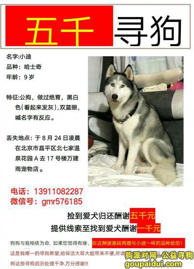 【北京找狗】，5000元寻找哈士奇！万分心急！！！！，它是一只非常可爱的宠物狗狗，希望它早日回家，不要变成流浪狗。