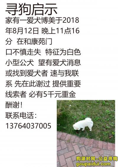 【上海找狗】，5000元以上重金寻狗，它是一只非常可爱的宠物狗狗，希望它早日回家，不要变成流浪狗。