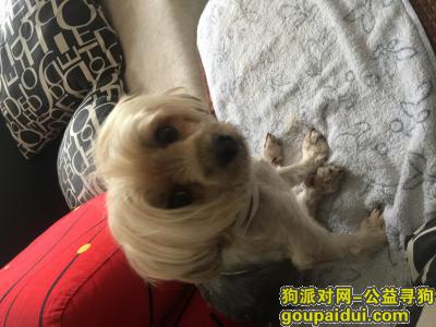 捡到约克夏，万州江南新区万县面馆附近一只疑似约克夏犬跟随，没有主人，有点邋遢。疑似走丢不久。，它是一只非常可爱的宠物狗狗，希望它早日回家，不要变成流浪狗。