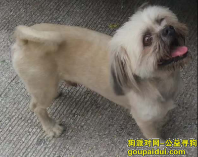 泰州寻狗启示，寻找胖胖，串串黄白色，9月17日丢时毛很短，时间长了会很长。，它是一只非常可爱的宠物狗狗，希望它早日回家，不要变成流浪狗。