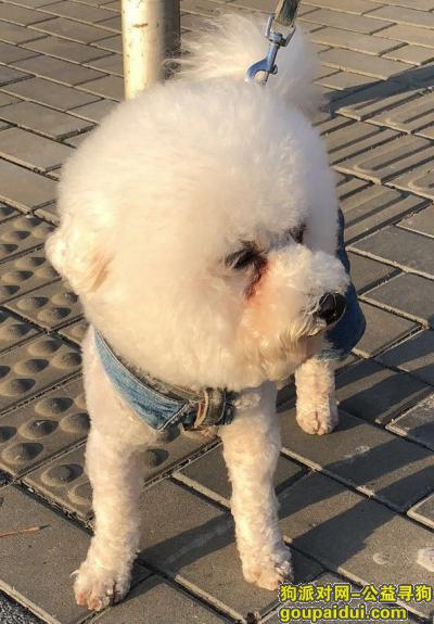 【苏州找狗】，昆山花桥-花望新村附近走失-比熊犬--重金酬谢（5000元），它是一只非常可爱的宠物狗狗，希望它早日回家，不要变成流浪狗。
