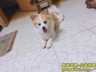 南京寻狗，寻狗启示家中爱犬丢失，它是一只非常可爱的宠物狗狗，希望它早日回家，不要变成流浪狗。