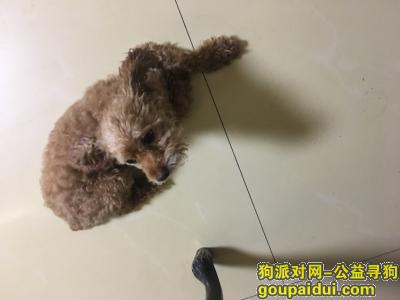 河南洛阳西工区军民巷附近2018年9月29日上午十一点左右走丢一只泰迪，它是一只非常可爱的宠物狗狗，希望它早日回家，不要变成流浪狗。