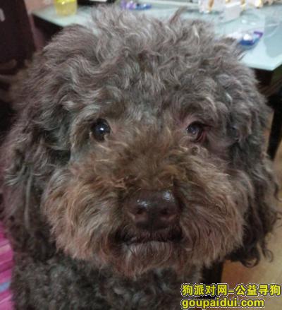 上海塘桥附近丢失一只巧克力色泰迪，重金酬谢，它是一只非常可爱的宠物狗狗，希望它早日回家，不要变成流浪狗。