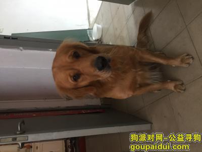 【福州捡到狗】，可怜的金毛等待着主人来找它，它是一只非常可爱的宠物狗狗，希望它早日回家，不要变成流浪狗。