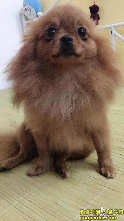 【上海找狗】，遗失一只黄色博美，急急急（已找到），它是一只非常可爱的宠物狗狗，希望它早日回家，不要变成流浪狗。