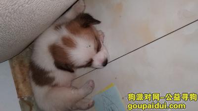 江津区水木年华寻狗启事，它是一只非常可爱的宠物狗狗，希望它早日回家，不要变成流浪狗。