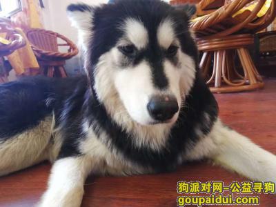 大连寻狗启示，辽宁省大连市，寻阿拉斯加犬狗主人，它是一只非常可爱的宠物狗狗，希望它早日回家，不要变成流浪狗。