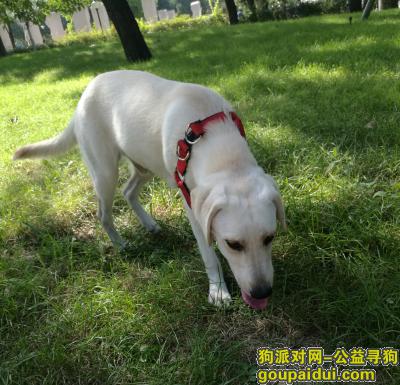 邢台寻狗启示，奶白色拉布拉多公狗10月1日走失，它是一只非常可爱的宠物狗狗，希望它早日回家，不要变成流浪狗。
