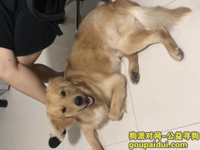 【深圳找狗】，两岁金毛与十月一日晚上深圳碧波花园走失，它是一只非常可爱的宠物狗狗，希望它早日回家，不要变成流浪狗。