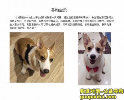 【杭州找狗】，重赏，寻狗，柯基，好心人帮帮忙，它是一只非常可爱的宠物狗狗，希望它早日回家，不要变成流浪狗。