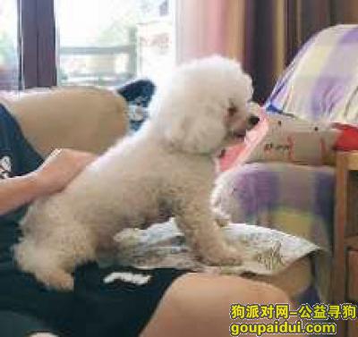 【北京找狗】，北京市昌平区回龙观龙城花园酬谢五千元寻找比熊，它是一只非常可爱的宠物狗狗，希望它早日回家，不要变成流浪狗。